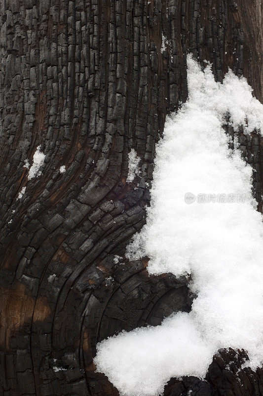 火烧树上的雪