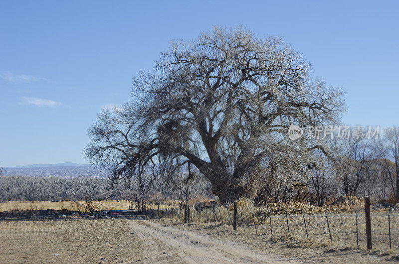 杨木守卫着新墨西哥的冬季景观