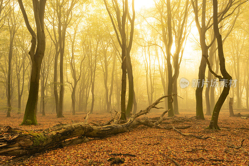 秋天山毛榉森林雾