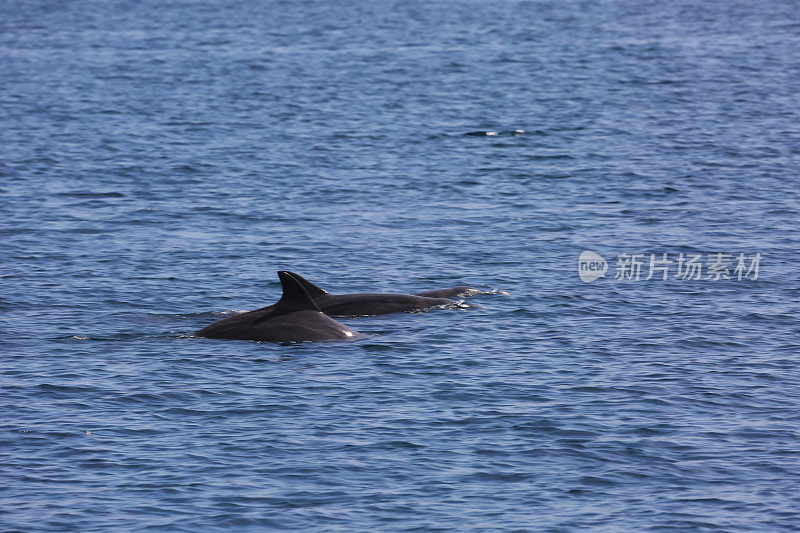 印度尼西亚:林卡岛的海豚