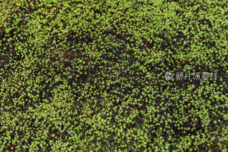 精心照料的日本苔藓花园