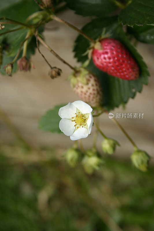 草莓与花卉种植