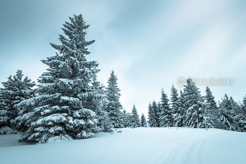 云杉森林覆盖雪在冬季景观