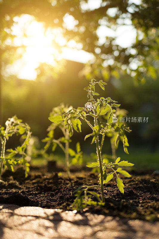 城市花园中的番茄幼苗