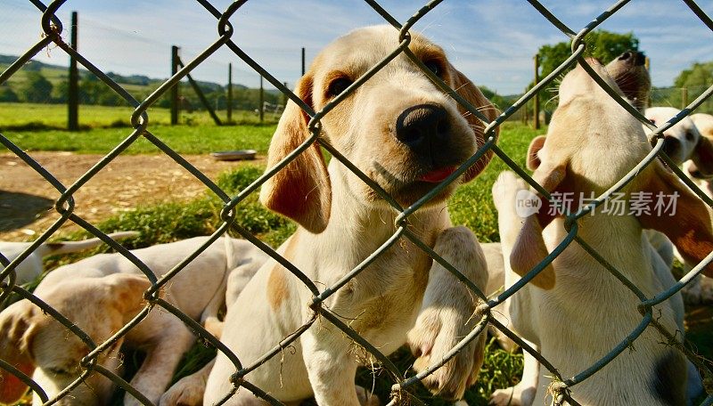 英国养犬