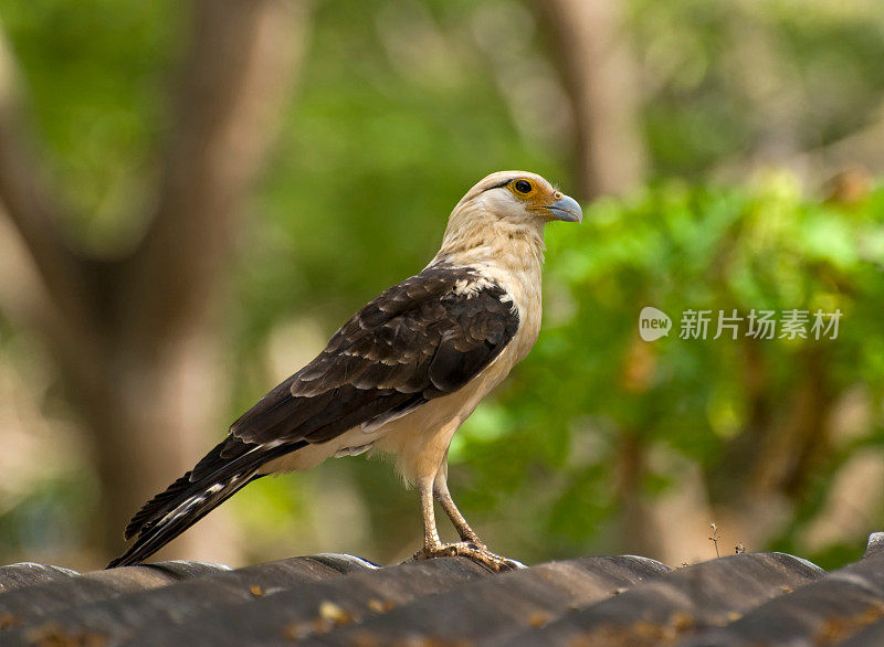 黄头卡拉卡拉犬