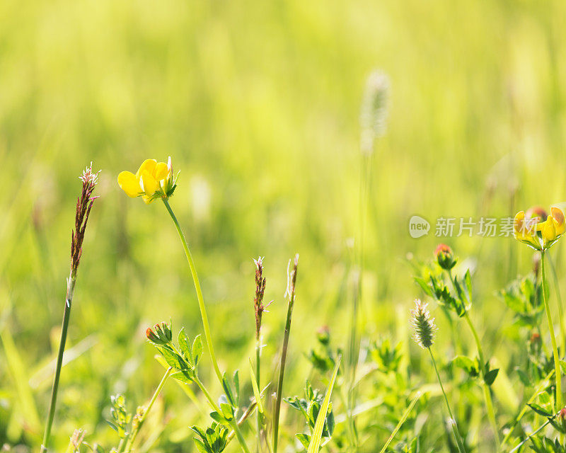 夏季草地和野花