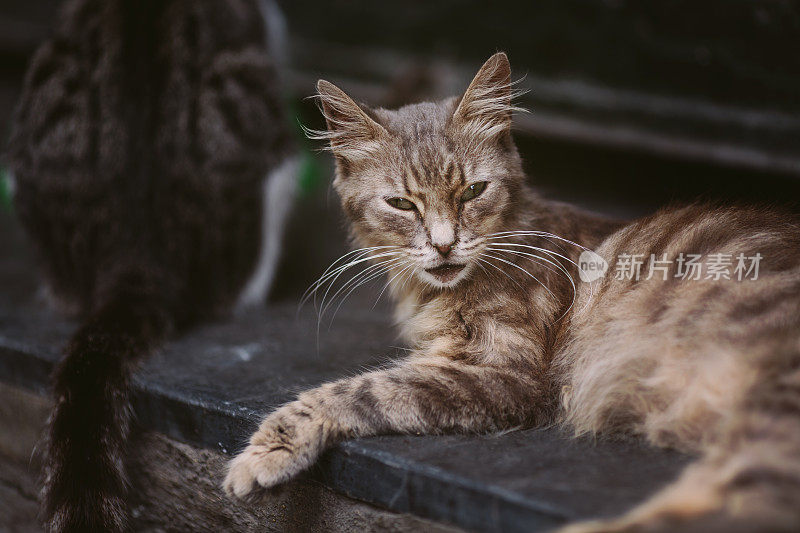 一只漂亮的猫躺在街上。