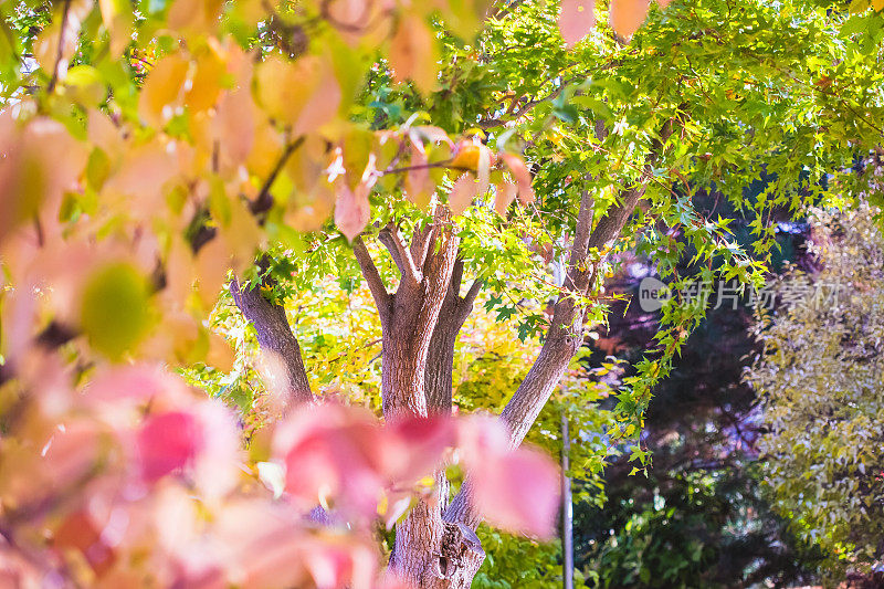 自然背景-橙色的秋叶从光秃秃的树枝上垂下来