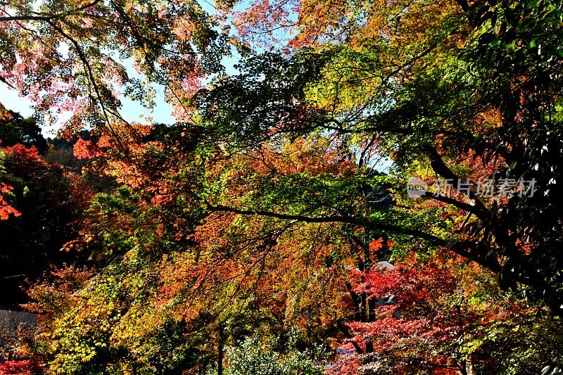 东京八王子市高雄山的秋叶