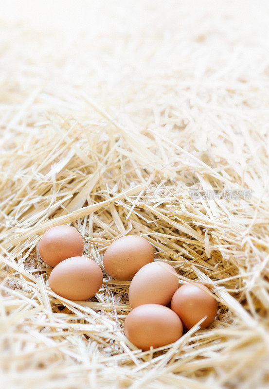 六个阳光下的蛋在谷仓窝里