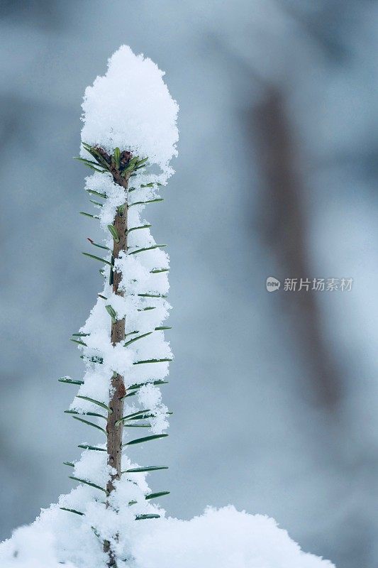 在欧洲阿尔卑斯山脉，冰雪覆盖的冬季景观和森林