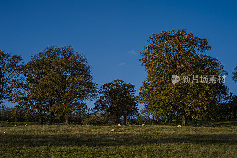 一般的秋天风景如画的森林林地，森林树木的叶子颜色