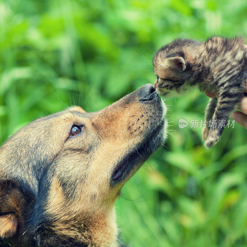 一只大狗和一只小猫在户外互相嗅着