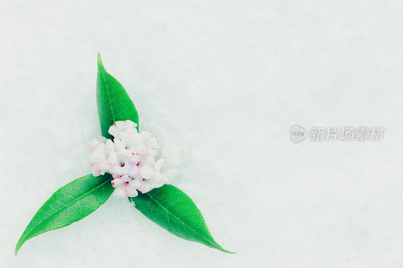 香荚蒾花在雪地上