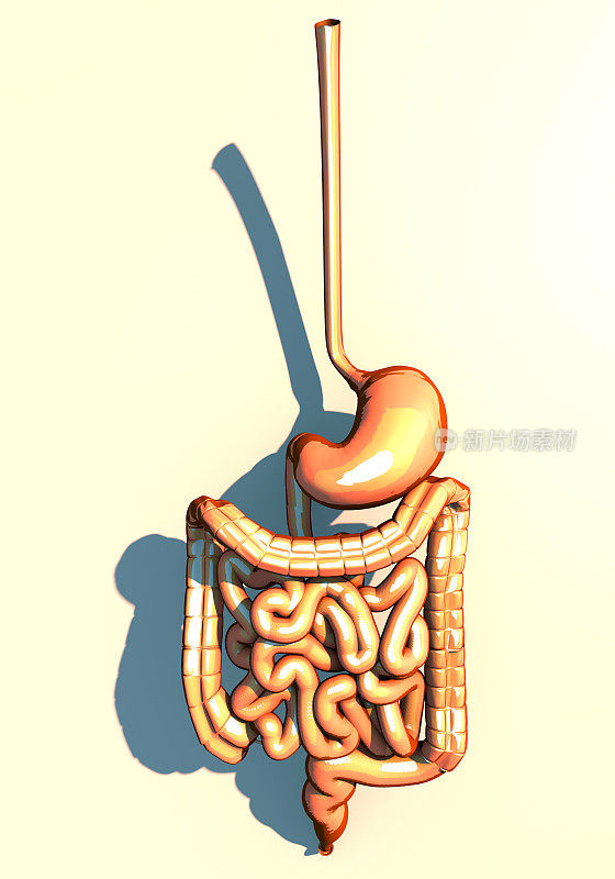 肠、消化系统、胃、食道、十二指肠、结肠呈狭长阴影。人体解剖学。三维渲染