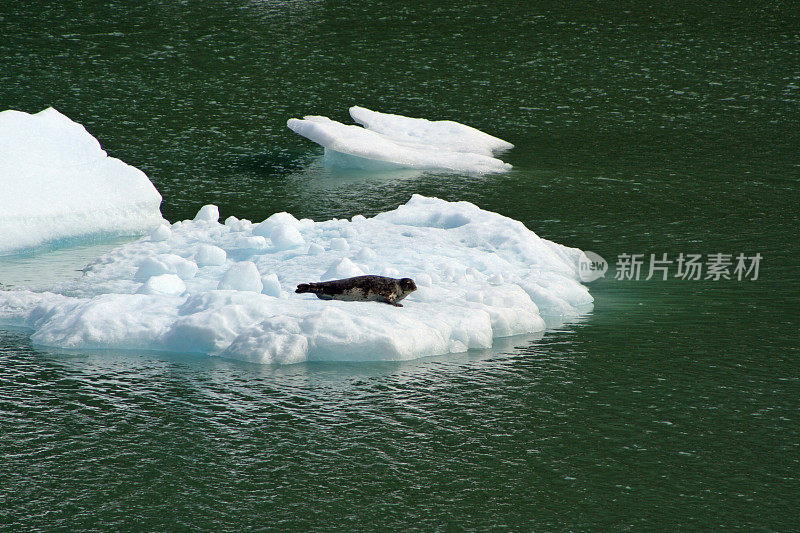 冰山上的海豹