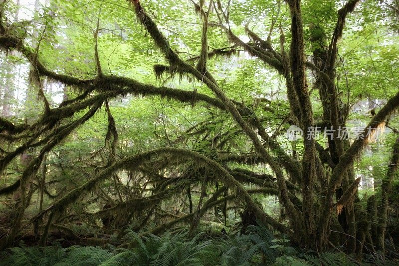 Hoh雨林，苔藓在树枝上生长，奥林匹克国家公园，华盛顿