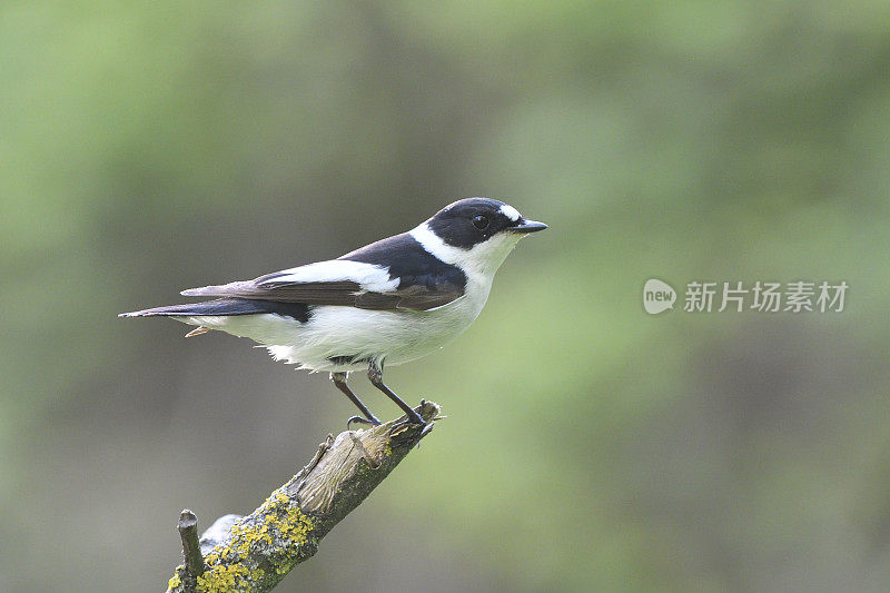 白颈蝇(白颈蝇)