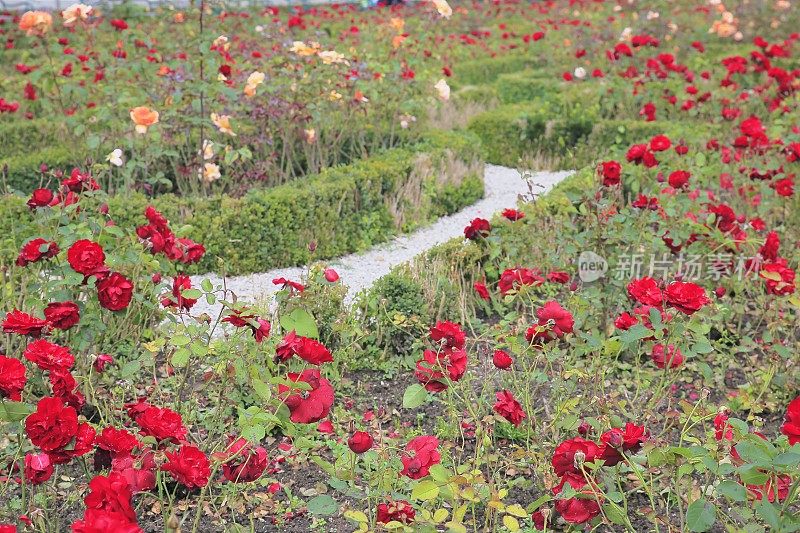 在Stadtpark，维也纳的玫瑰花坛，自然模式的观赏花园