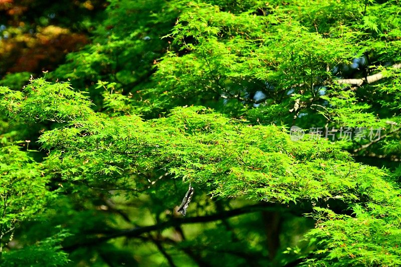 新鲜茂盛的叶子:日本枫树和树叶