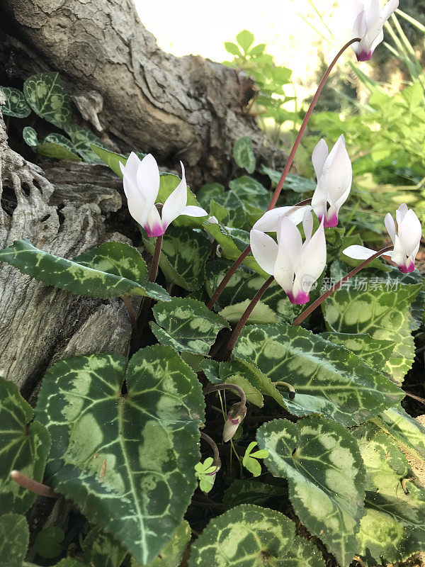 仙客来白花