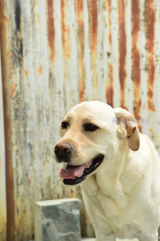 拉布拉多寻回犬和波纹金属