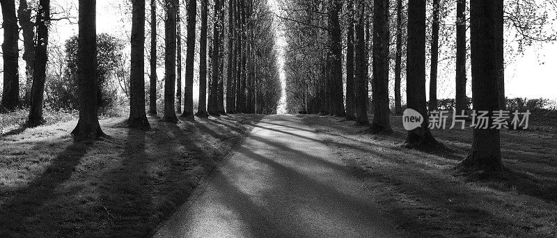 黑白全景的道路在森林之间的直线种植的树木
