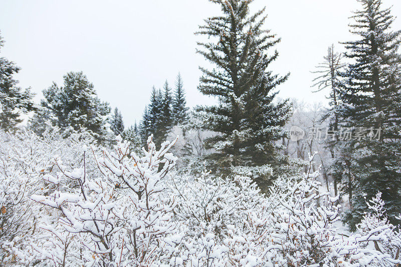 白色风景-科罗拉多州西部高海拔冬季降雪