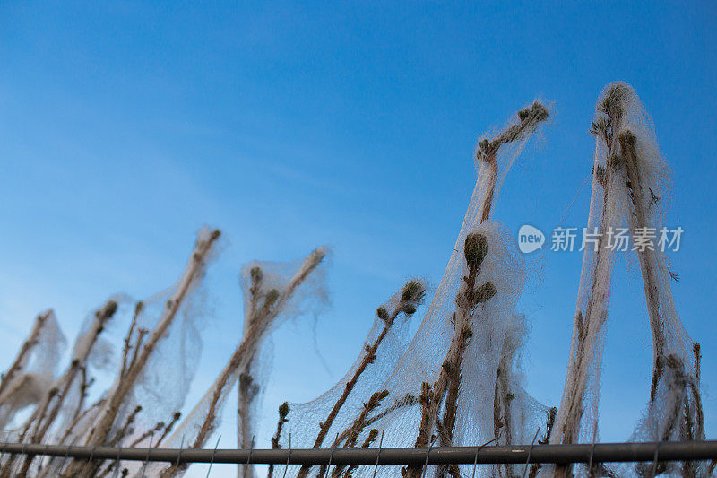 圣诞树对着天空