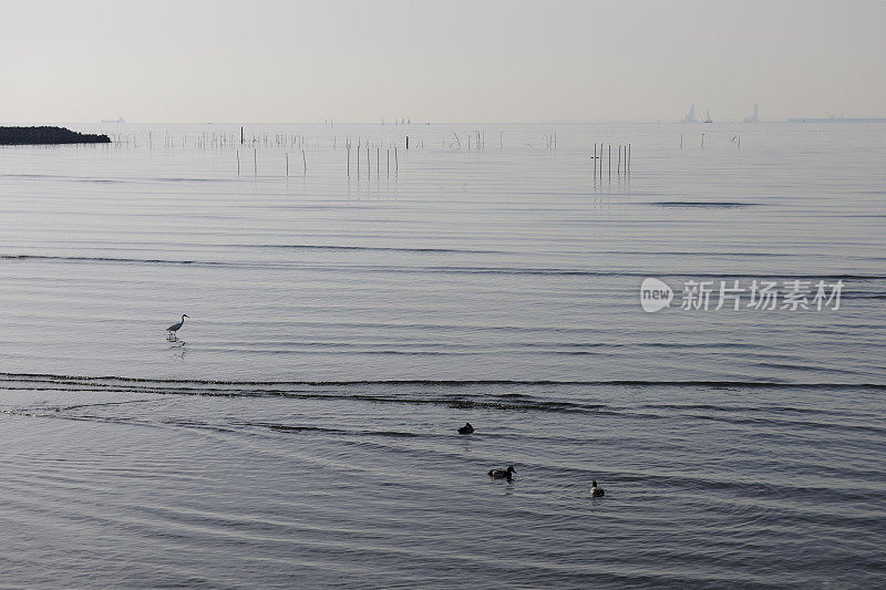 东京湾的浅海和海鸟