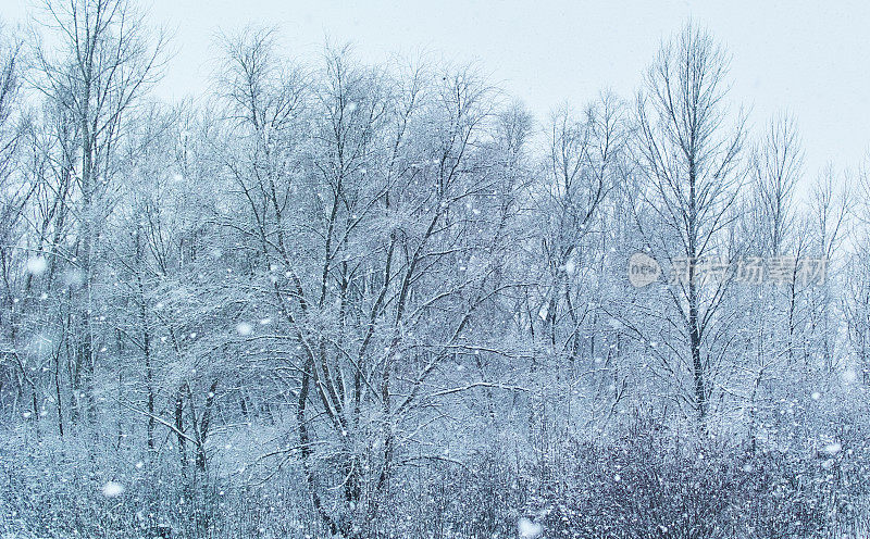 冬天的森林里下雪