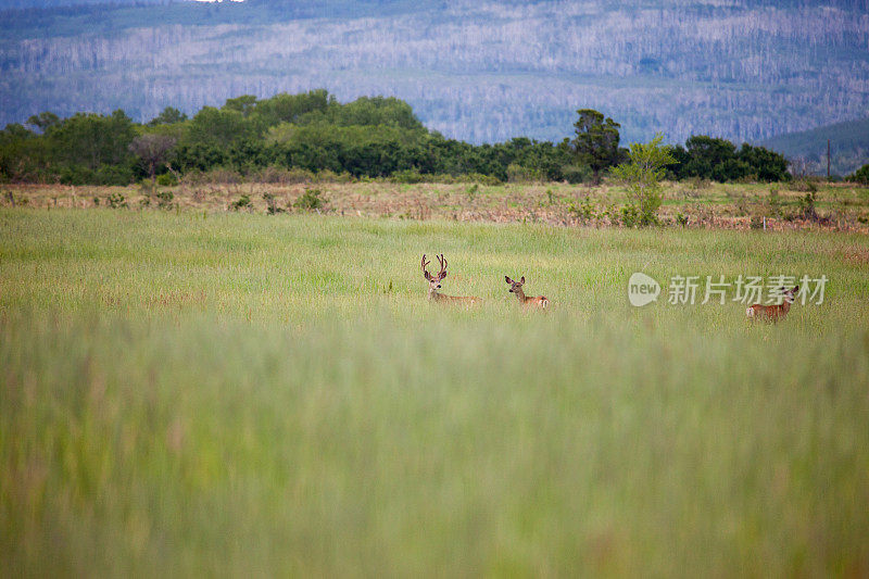 科罗拉多西部野生动物骡鹿