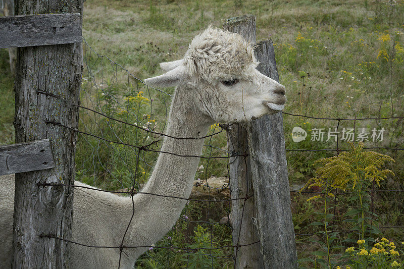 阿尔帕加