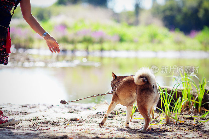 日本柴犬和主人在公园