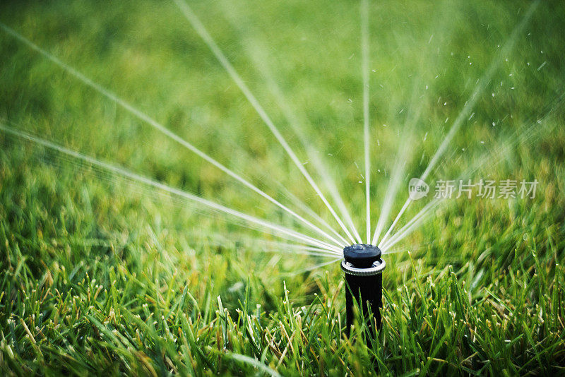 灌溉。夏季用洒水系统浇灌草坪
