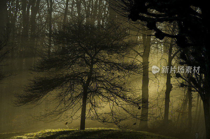 雾在神秘的森林和风景像在童话