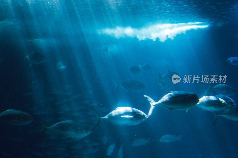 大水族馆里的海洋生物