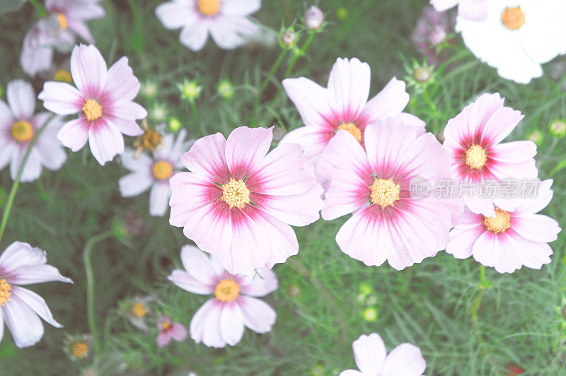 古Cosmos花，花园花，粉红色的自然花
