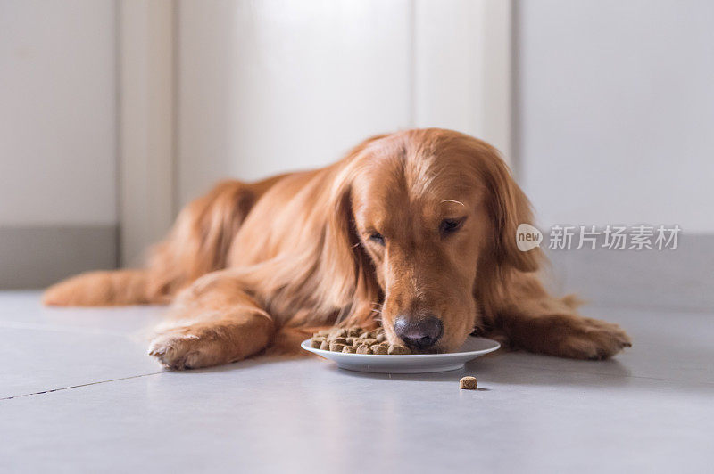 金毛猎犬，躺在地板上吃狗粮