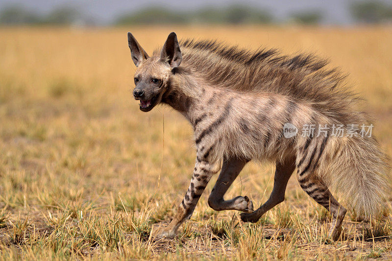 晨间散步的条纹鬣狗