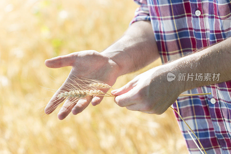 近距离检查小麦生长的手