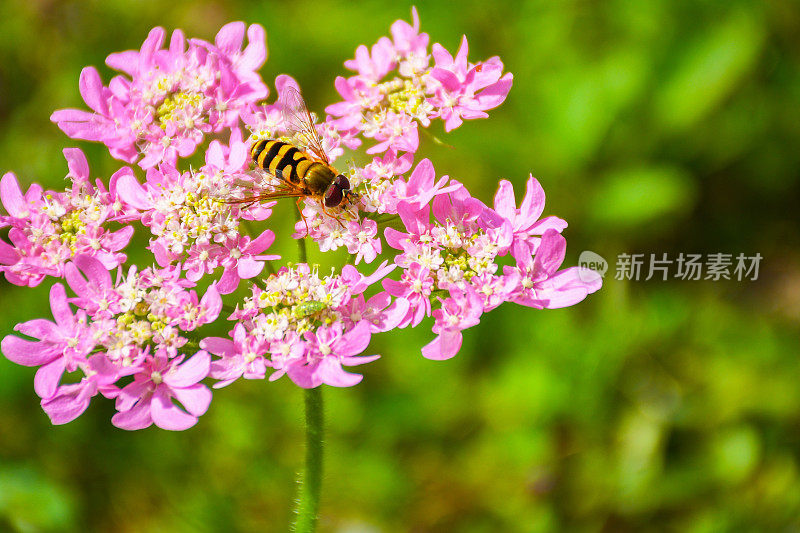 粉红色花朵上的黄蜂