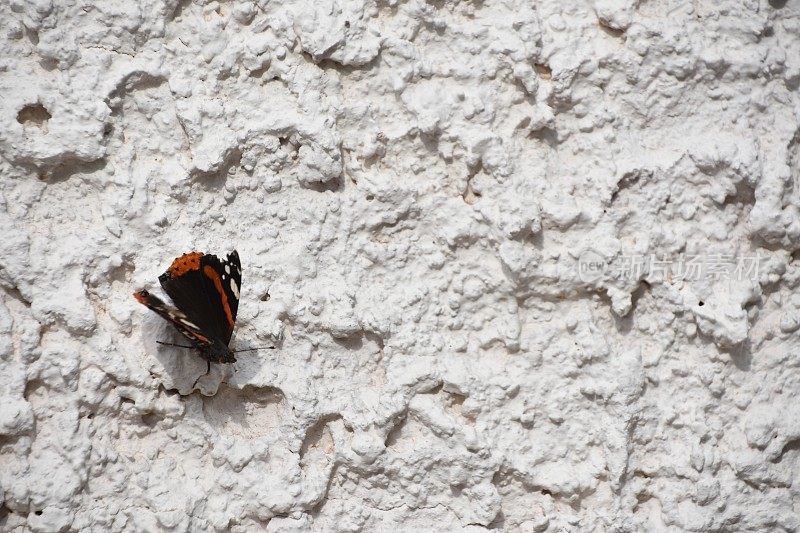 白墙上的一只蝴蝶
