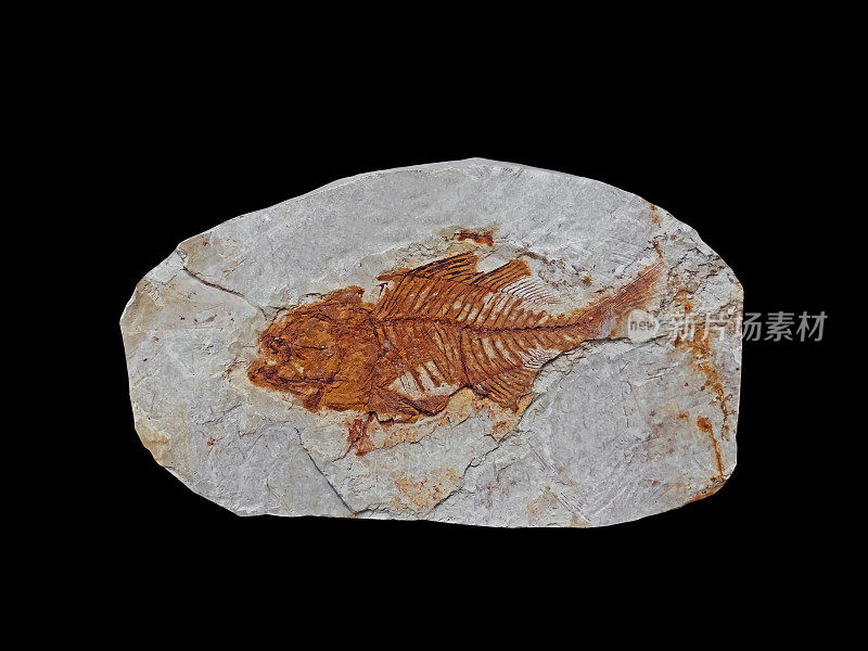 鱼化石在黑色背景，剪切路径