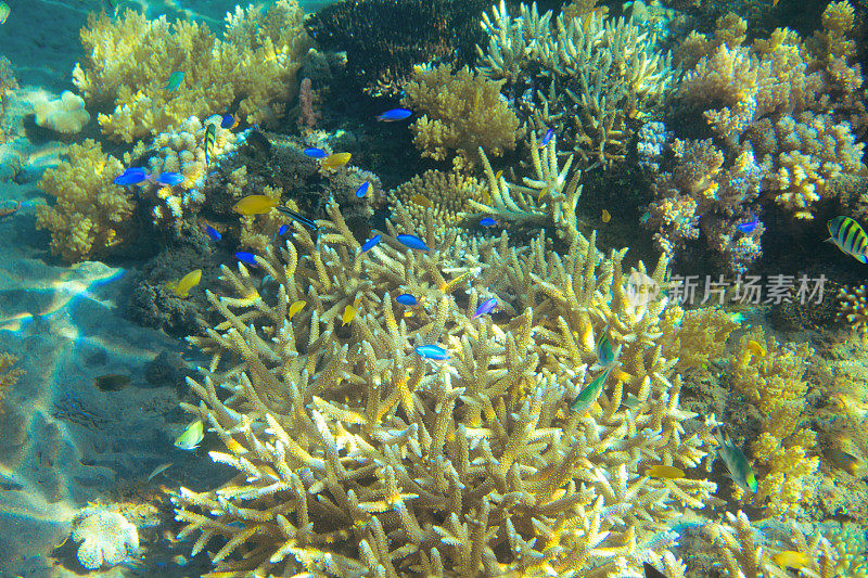 热带鱼在珊瑚中群居。热带海岸动物水下照片。