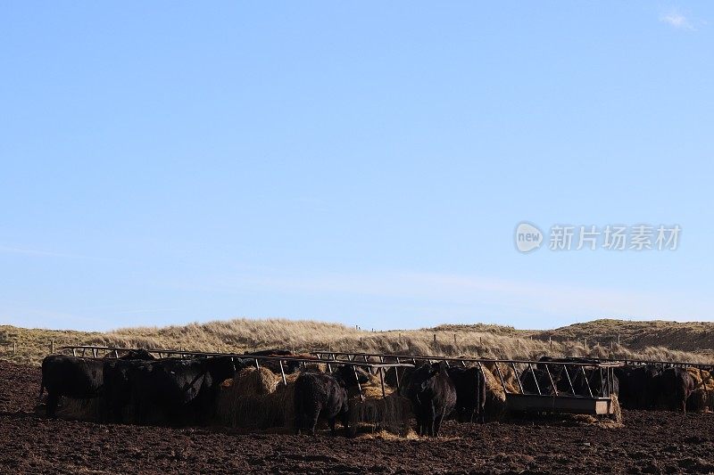 沙丘和海滩附近泥泞的田地里的肉牛