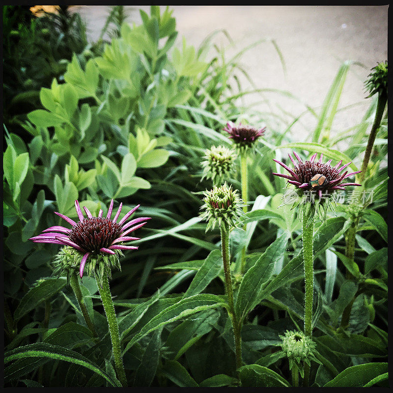 松果花开始开花和日本甲虫