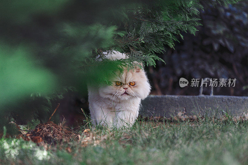 一只波斯猫正盯着摄像机