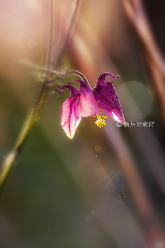 红色的花在神奇的光